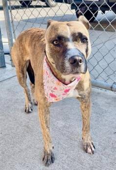 Rescue Pit Bull Terrier and Mixed Breed Dogs for Adoption in Tulsa, Oklahoma - RAMONA | PetCurious