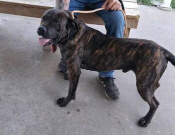 Tank -  Labrador Retriever and Mixed Breed Dog for Adoption in Clinton, Missouri - Tank | PetCurious