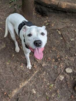 Cade Wilder -  Terrier Dog for Adoption in Waunakee, Wisconsin - Cade Wilder | PetCurious
