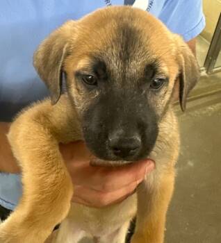 Rescue German Shepherd Dog and Mixed Breed Dogs for Adoption in Sedalia, Colorado - Koa | PetCurious