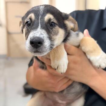 Gulf -  Shepherd and Mixed Breed Dog for Adoption in Austin, Texas - Gulf | PetCurious