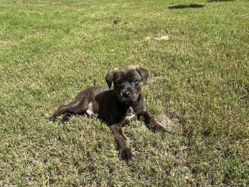 Willy -  Terrier Dog for Adoption in Sheboygan, Wisconsin - Willy | PetCurious