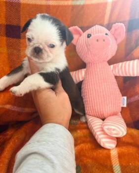 Aires -  Pug Dog for Adoption in Norco, California - Aires | PetCurious