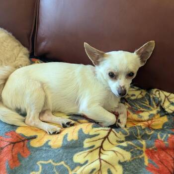 Chihuahua Dogs Available for Adoption in Rochester, Minnesota - CB | PetCurious