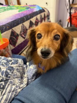 Rescue Dachshund Dogs for Adoption - Monalisa | PetCurious