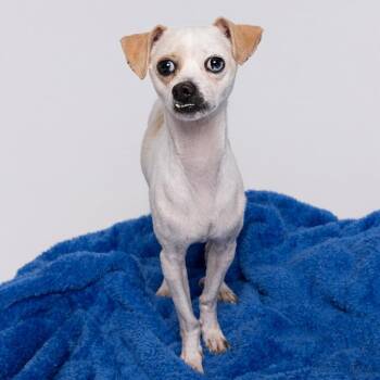 Mixed Breed Dogs Available for Adoption - Deputy | PetCurious