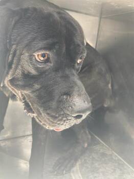 SHAWN -  Mastiff Dog for Adoption in Dallas, Texas - SHAWN | PetCurious