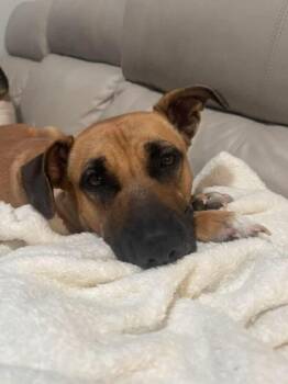 Black Mouth Cur and Shepherd Dogs Available for Adoption - Gigi The Gentle | PetCurious