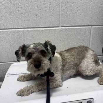 Cocoa -  Schnauzer and Mixed Breed Dog for Adoption in Washington, District Of Columbia - Cocoa | PetCurious