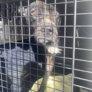 Rescue Mixed Breed Dogs for Adoption in Huntington, West Virginia - Sigmund Stray Hold 11/18 | PetCurious