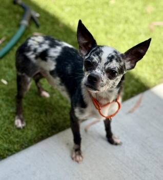 Oreo Cookieliscious -  Chihuahua Dog for Adoption in Cypress, California - Oreo Cookieliscious | PetCurious