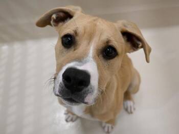 Pit Bull Terrier Dogs Available for Adoption in Portland, Oregon - Crème Brûlée | PetCurious