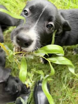 Crackle -  Mixed Breed Dog for Adoption in Wyoming, Michigan - Crackle | PetCurious