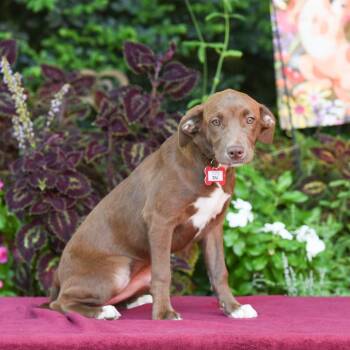 Dill -  Labrador Retriever Dog for Adoption in Wake Forest, North Carolina - Dill | PetCurious