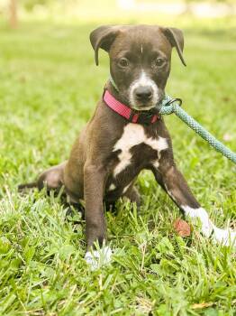 Peaches -  Mixed Breed Dog for Adoption in Gradyville, Kentucky - Peaches | PetCurious