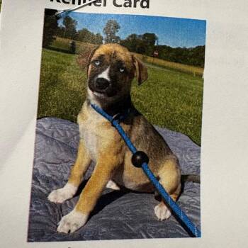Catelynn -  Mixed Breed Dog for Adoption in West Olive, Michigan - Catelynn | PetCurious