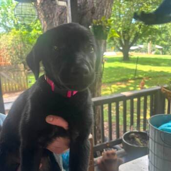 Penny(Pretty P