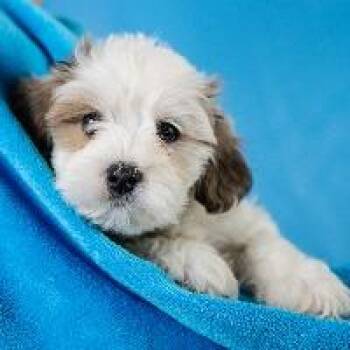 Leigh -  Bichon Frise and Shih Tzu Dog for Adoption in Minneapolis, Minnesota - Leigh | PetCurious