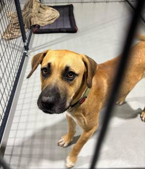 Judd -  Mixed Breed Dog for Adoption in Ruston, Louisiana - Judd | PetCurious