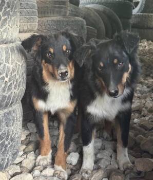 Lefty & Loyal bonded brothers -  Australian Shepherd Dog for Adoption in New Braunfels, Texas - Lefty & Loyal Bonded Brothers | PetCurious