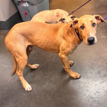 Oz -  Shepherd and Mixed Breed Dog for Adoption in Norman, Oklahoma - Oz | PetCurious