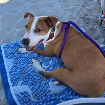 Rescue Mixed Breed Dogs for Adoption in Conway, South Carolina - Molly: Sponsored Adoption Fee | PetCurious