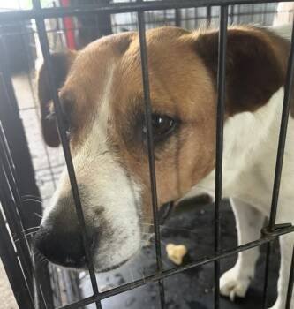 Jack Russell Terrier Dogs Available for Adoption in Mobile, Alabama - Sadie | PetCurious
