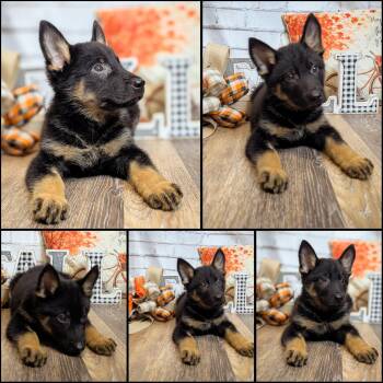 Preston -  German Shepherd Dog Dog for Adoption in The Woodlands, Texas - Preston | PetCurious