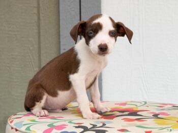 Cars Litter - Doc Hudson -  Mixed Breed Dog for Adoption in Savage, Minnesota - Cars Litter - Doc Hudson | PetCurious