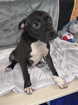 Mixed Breed Dogs Available for Adoption in Houston, Texas - Anna | PetCurious