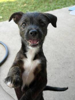 Coal -  Terrier and Mixed Breed Dog for Adoption in Saugus, Massachusetts - Coal | PetCurious