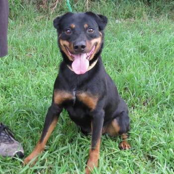 Fang -  Rottweiler Dog for Adoption in Lake Jackson, Texas - Fang | PetCurious