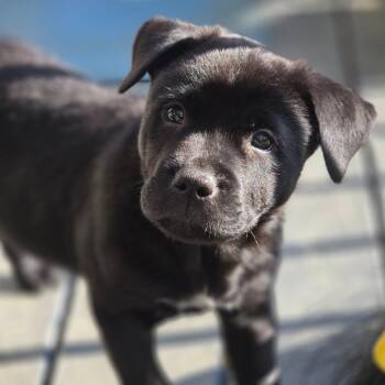Mixed Breed Dogs Available for Adoption in Fredericksburg, Virginia - Ryan | PetCurious