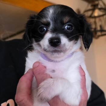 Chika -  Chihuahua Dog for Adoption in Goltry, Oklahoma - Chika | PetCurious