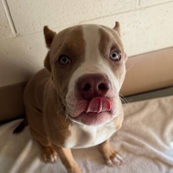 Ranger -  Pit Bull Terrier and Mixed Breed Dog for Adoption in Reno, Nevada - Ranger | PetCurious