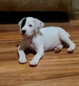 Petey -  Pit Bull Terrier Dog for Adoption in Glocester, Rhode Island - Petey | PetCurious