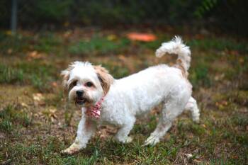 Chantilly Lace (Lacey) -  Shih Poo and Lhasa Apso Dog for Adoption in Falmouth, Maine - Chantilly Lace (Lacey) | PetCurious