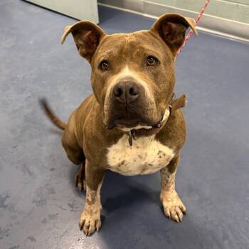 Hershey(Remy) -  Pit Bull Terrier Dog for Adoption in Greensboro, North Carolina - Hershey(Remy) | PetCurious