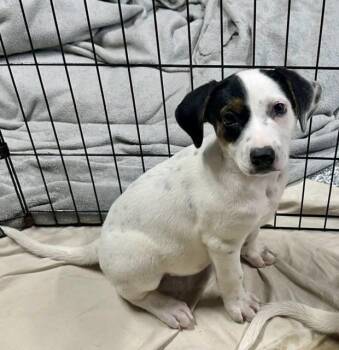 Freckles -  American Foxhound Dog for Adoption in Pacific, Missouri - Freckles | PetCurious