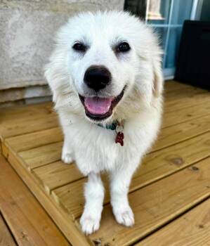 Majesty -  Great Pyrenees Dog for Adoption in Kiowa, Oklahoma - Majesty | PetCurious