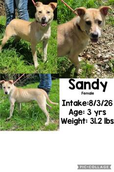 Sandy -  Shepherd Dog for Adoption in Staffordsville, Kentucky - Sandy | PetCurious