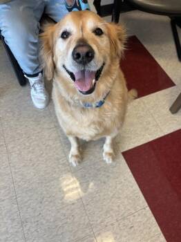 Golden Retriever Dogs Available for Adoption in Plano, Texas - Sparky A217291 | PetCurious