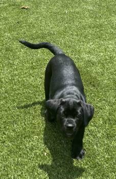 Cane Corso Dogs Available for Adoption in San Antonio, Texas - Star | PetCurious