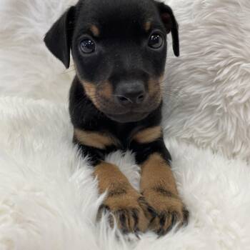 Rescue Hound Dogs for Adoption in Heber Springs, Arkansas - Kevin | PetCurious