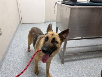 German Shepherd Dog Dogs Available for Adoption in Rowlett, Texas - RUNNER | PetCurious