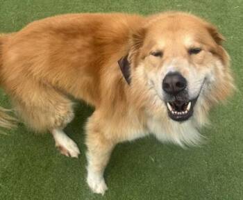 Mixed Breed Dogs Available for Adoption in Farmers Branch, Texas - Rusty | PetCurious