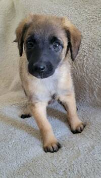 Hound Dogs Available for Adoption - Dune | PetCurious