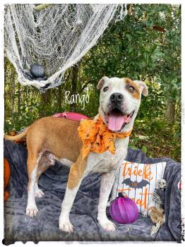 Rango -  Boxer Dog for Adoption in Sebring, Florida - Rango | PetCurious