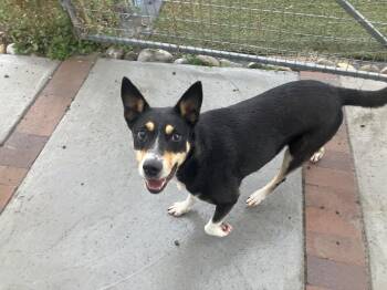 Rescue German Shepherd Dog and Cattle Dog Dogs for Adoption in Saint Anthony, Idaho - Nala | PetCurious