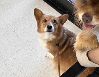 Corgi Dogs Available for Adoption - Butters | PetCurious